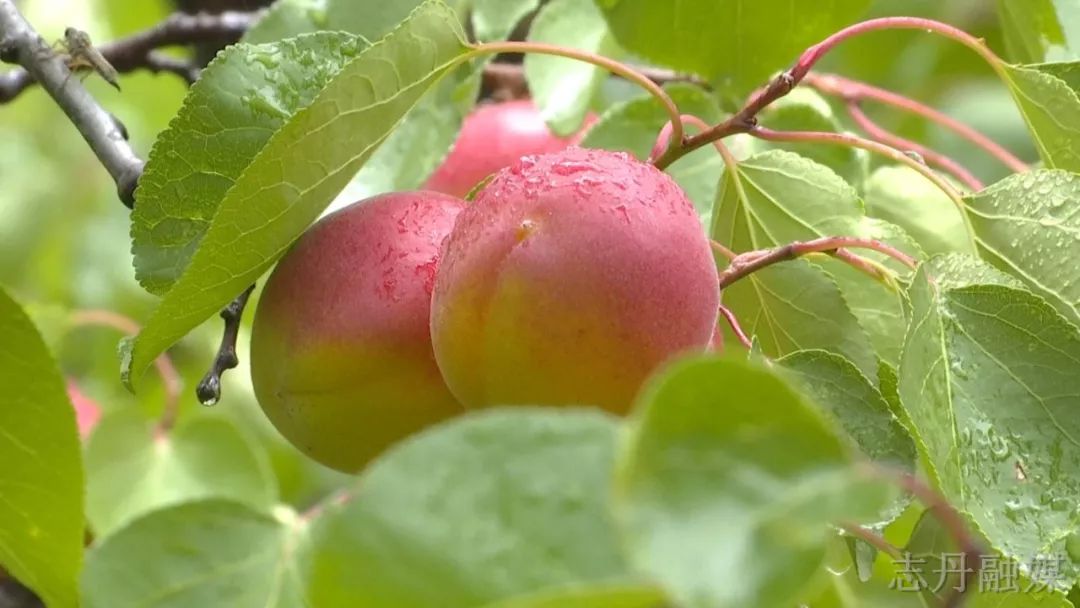 【新闻风景 】叶底青青杏子垂 细雨蒙蒙采摘忙_志丹县