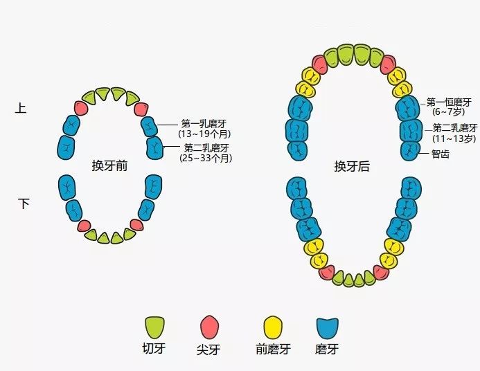 景德镇家长注意312岁娃可以来这里免费做窝沟封闭