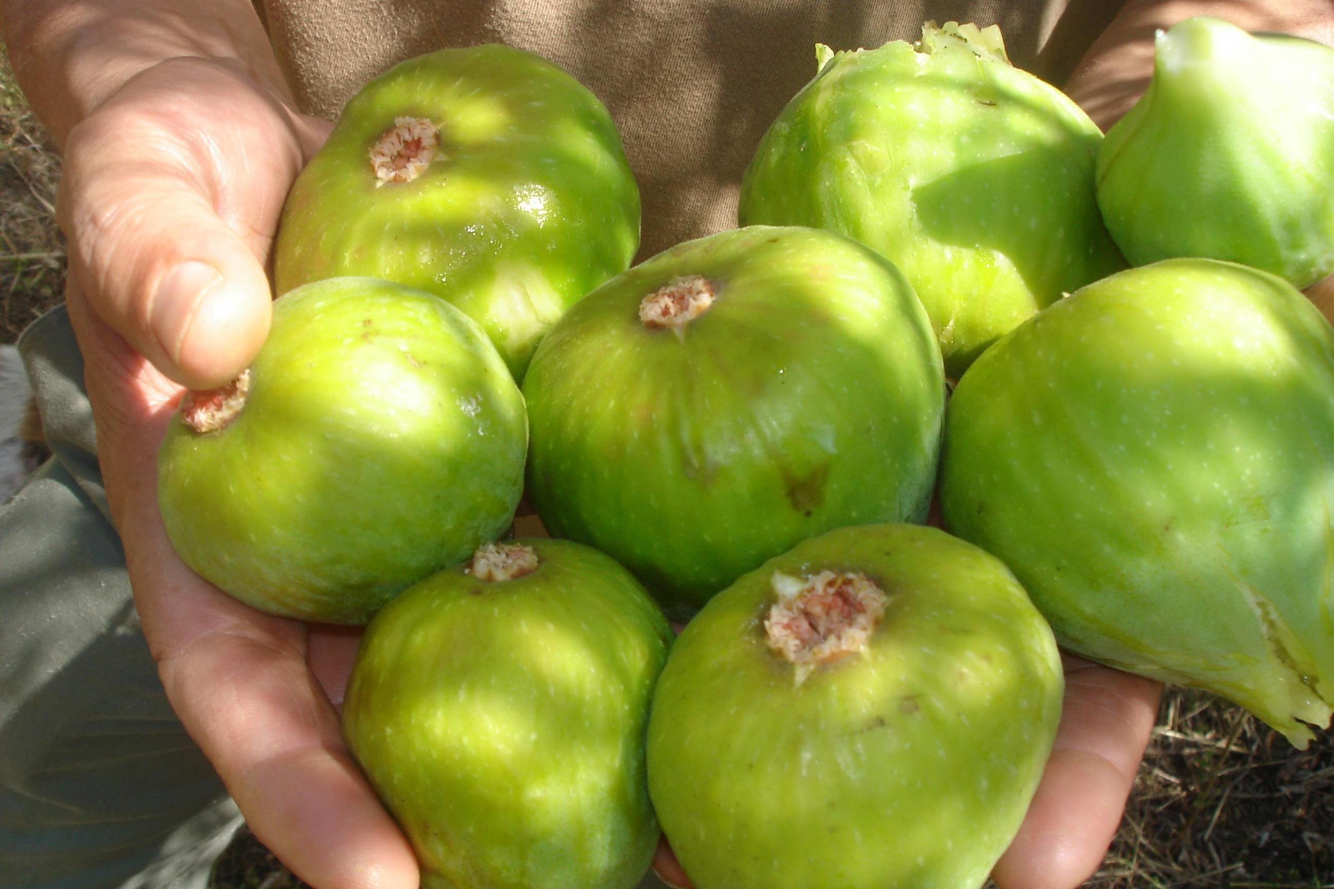 威海青皮无花果的六大怪