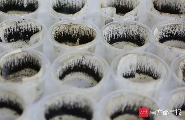 广州有群人,每周生产500万只蚊子