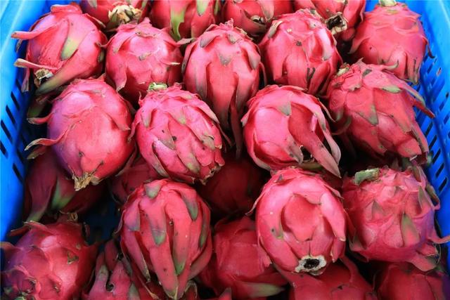 火龙果,再过段时间猕猴桃也可以采摘喽~红心猕猴桃八月下旬开采,绿心