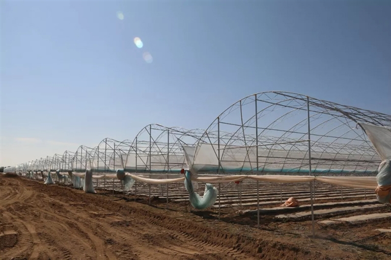 金伯利临河农场让你看到巴彦淖尔现代农业的样子