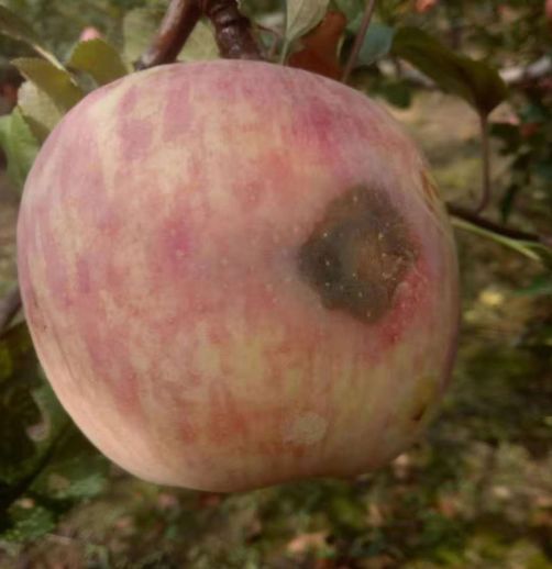 五谷丰苹果霉心病的发生与综合防治技术