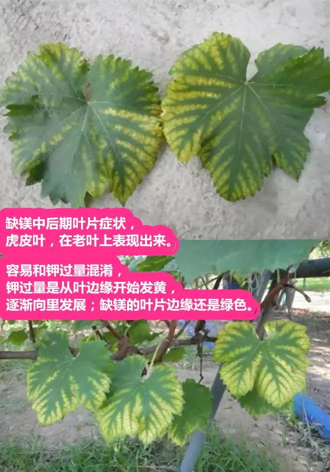 葡萄生长中后期,注意补充中微量元素_缺钙