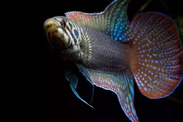 状元队登场最高分花落谁家中国斗鱼初赛作品欣赏三