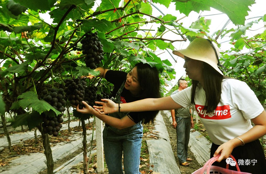 泰宁这里有场甜蜜盛宴约吗生态观光采摘成乡村旅游新亮点乡村振兴