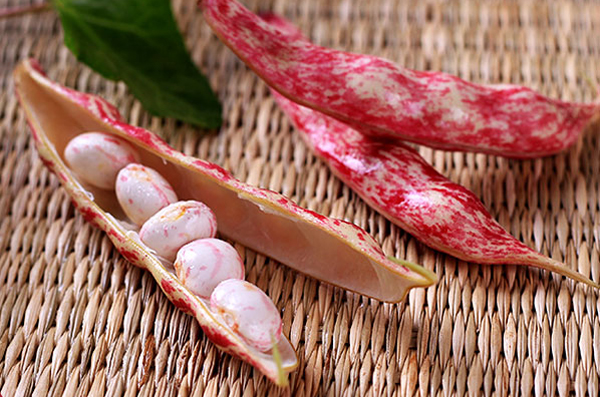 当地人管她叫"家雀蛋",长得直,豆角种子异常饱满浑圆,就和麻雀蛋一般