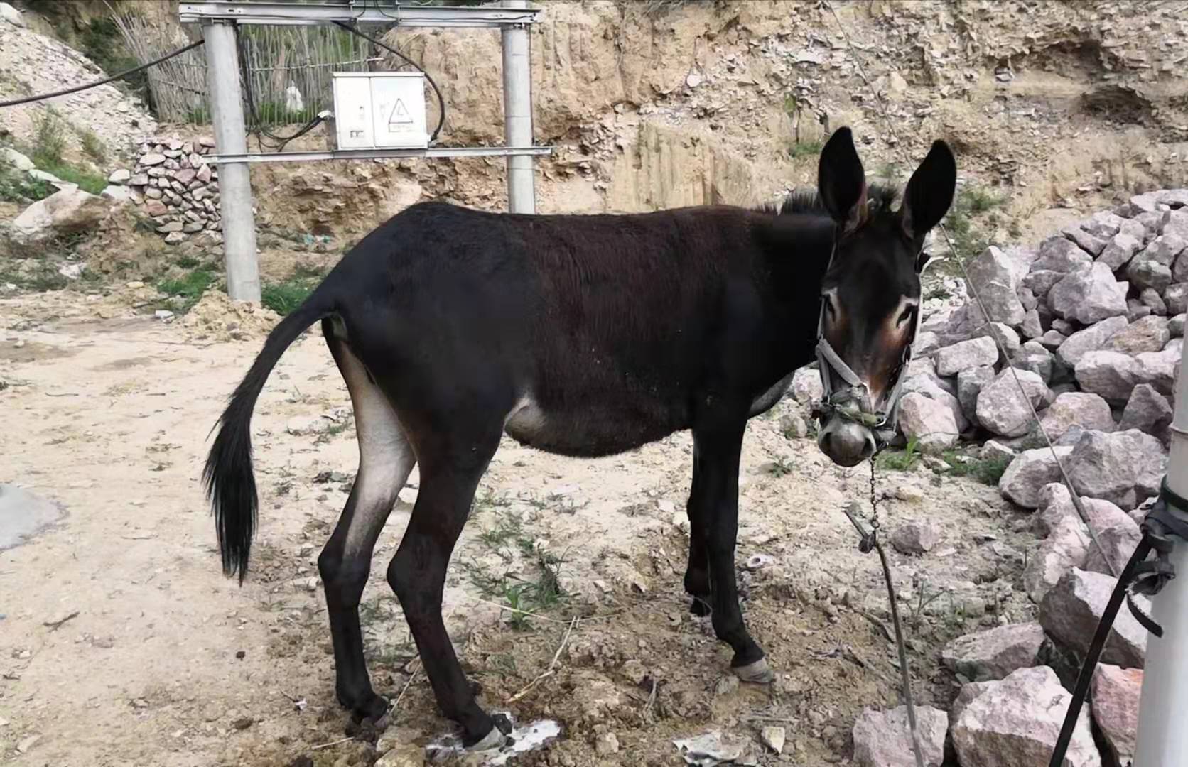 农村的小毛驴真温顺,跟朋友打赌摸摸小毛驴,结果