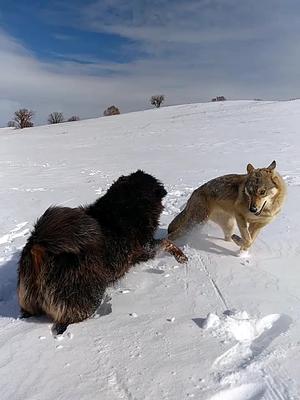 藏獒给狼当大哥每天一起玩游戏