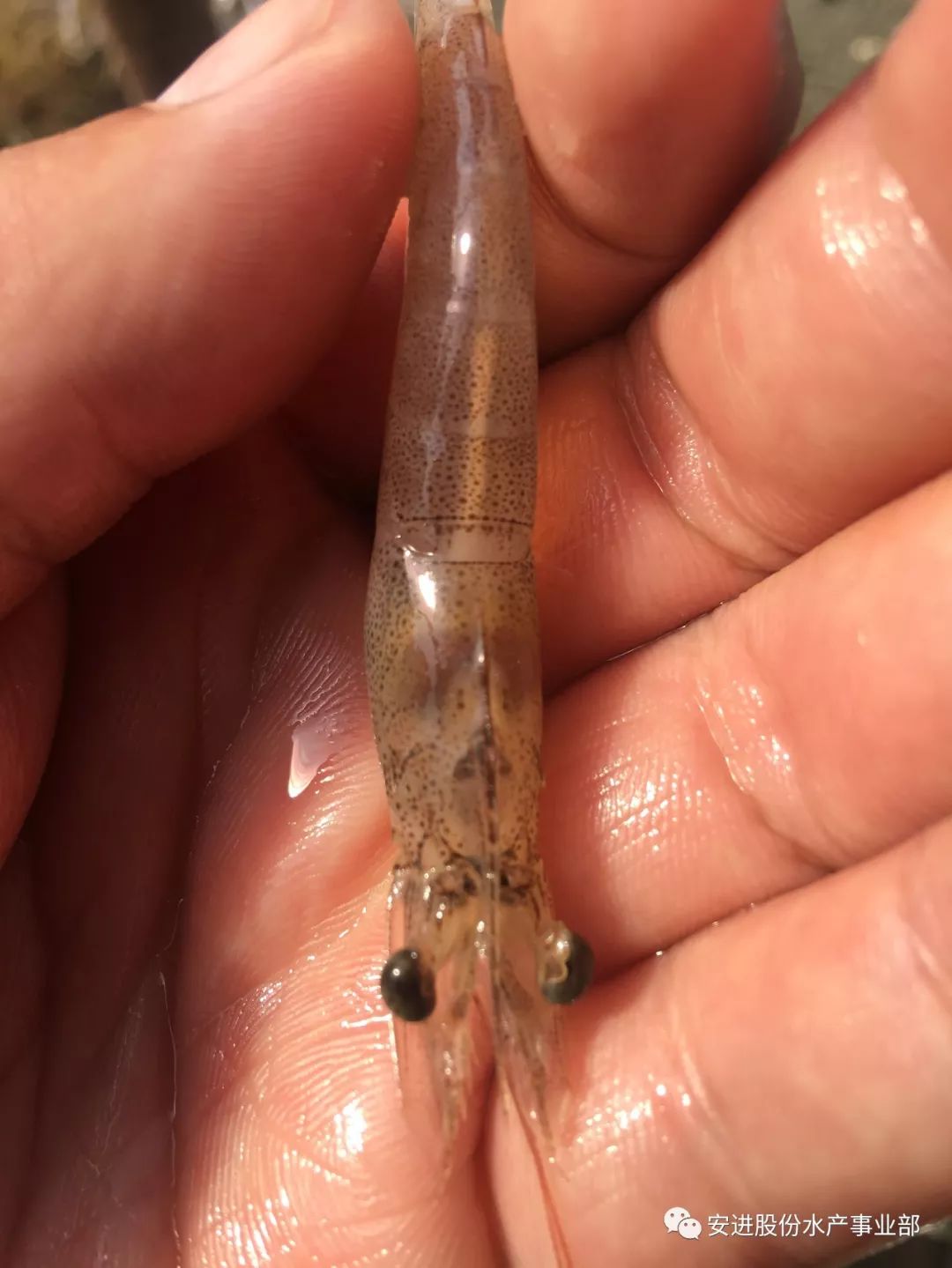 鳃病大全详解对虾鳃病的症状病因及防治