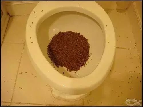 猫咪用马桶拉屎,掉下去了