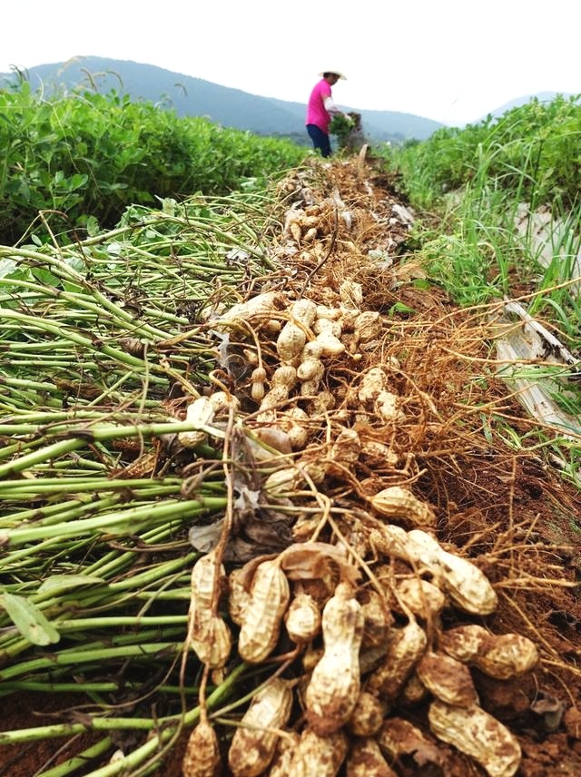 連年種植花生會有什麼弊端這三點只有老農民才知道