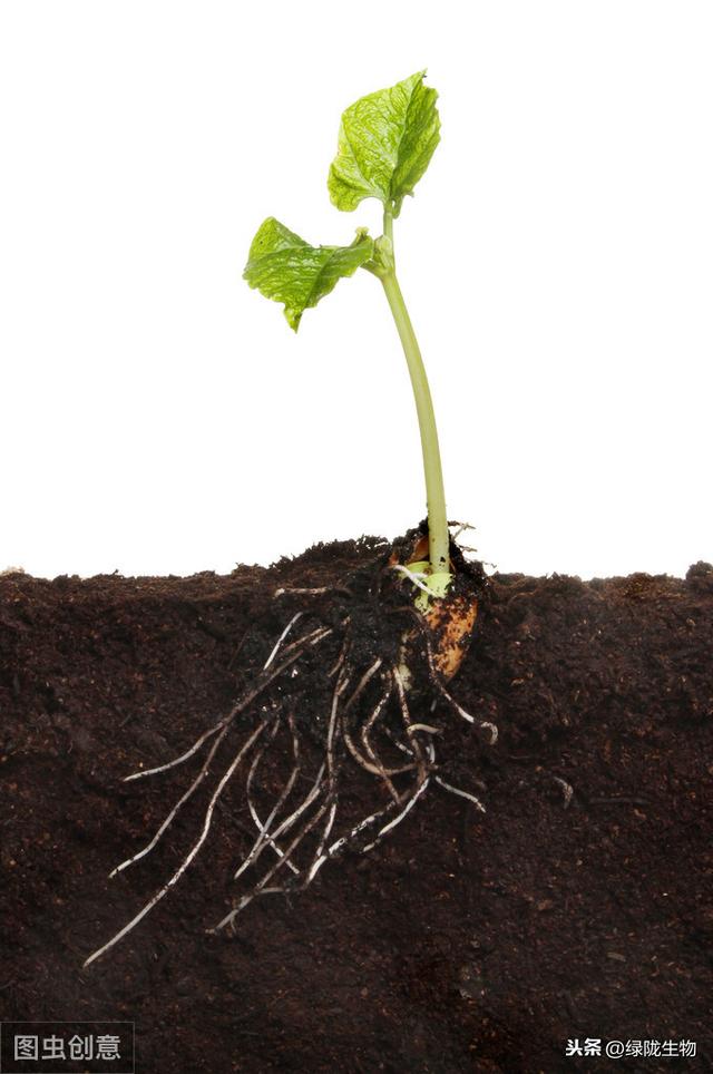 影响作物根系生长的因素有哪些?(三)