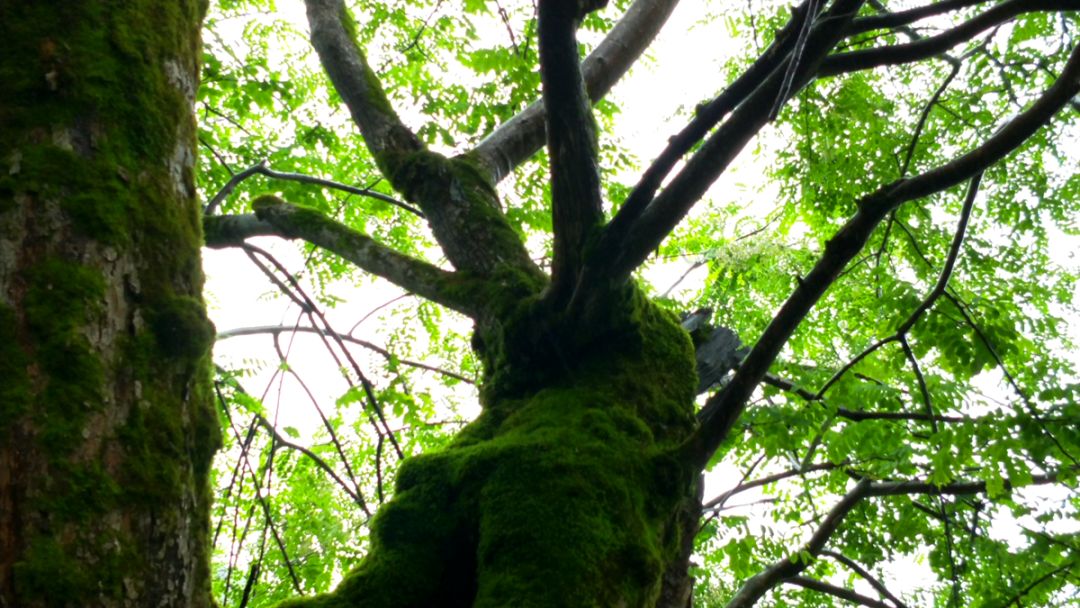 英姿勃发将军树丨守一方水土养一方人