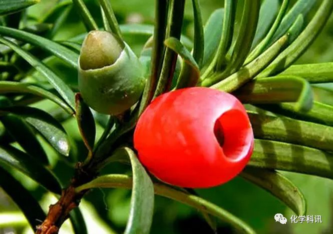 化药合成界的珠穆朗玛峰艾日布林在中国获批