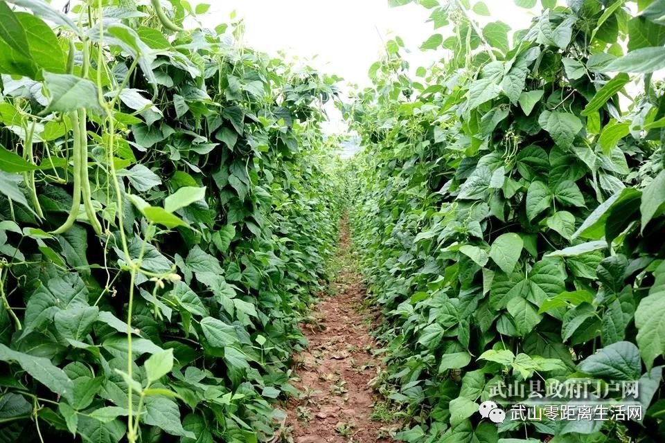 四门千亩豆角丰收了,群众的钱袋子鼓起来了_四门镇