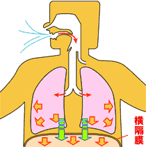 两图:图a:通过膈肌的收缩下降和胸廓的矢状方向运动为主导的呼吸方式