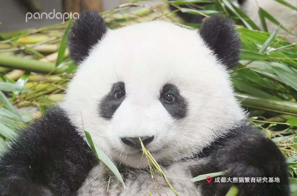 從小可愛到大的動物這說的不就是大熊貓嘛