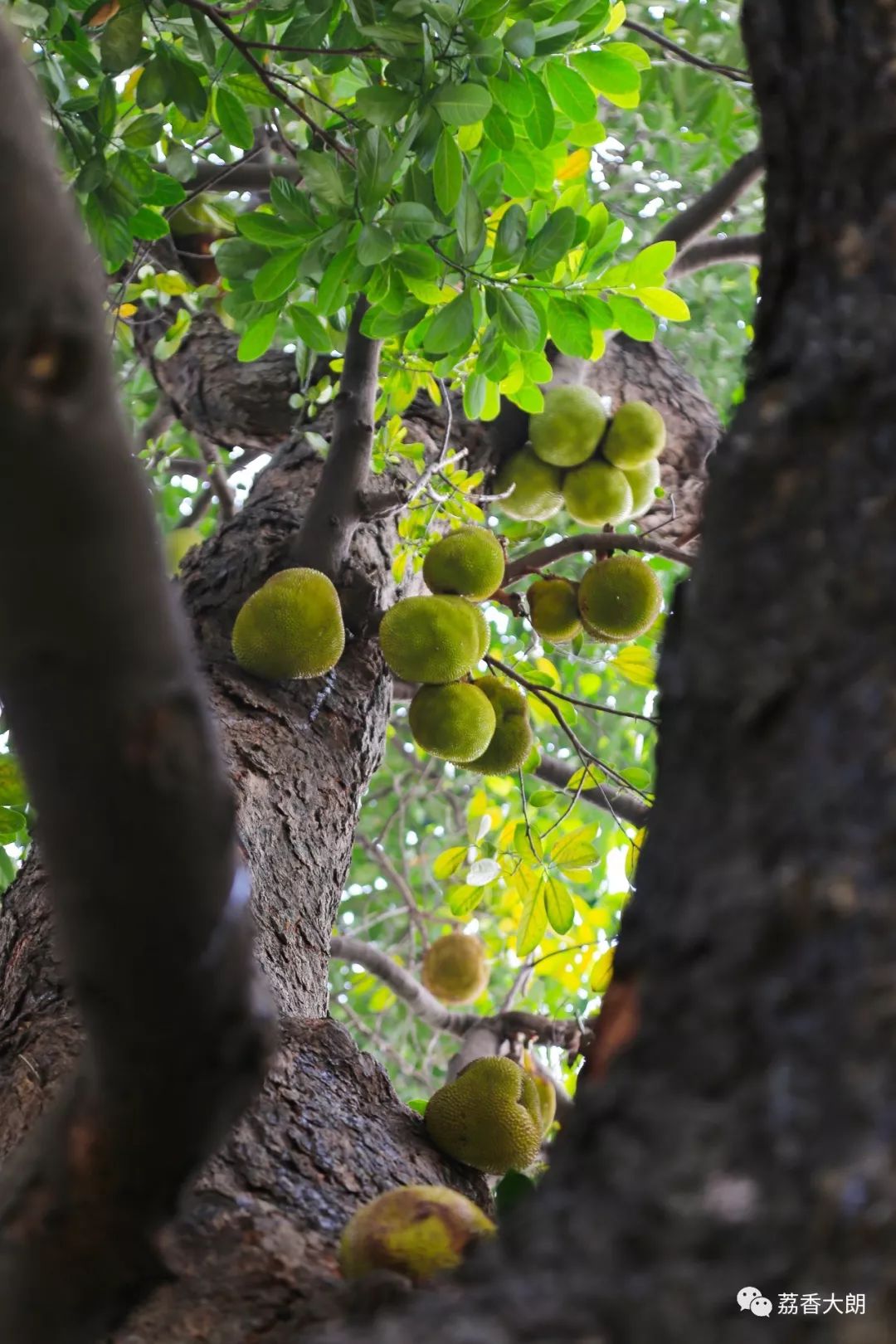 百年老树菠萝蜜,拍卖咯!