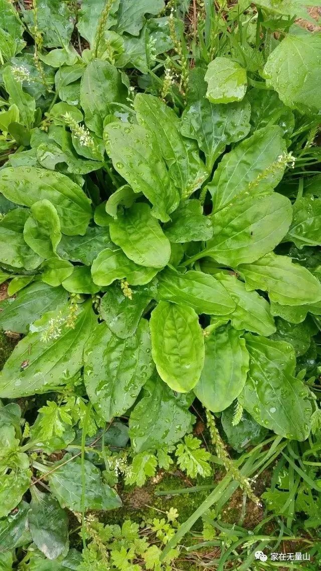 来自临沧大山深处的100多种美味,你吃过几种?