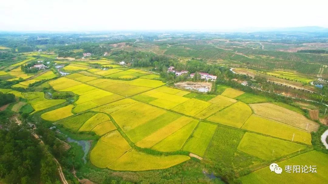 湖北枣阳首富图片