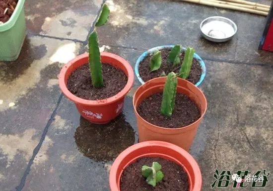 盆栽火龙果几年结果两种情况
