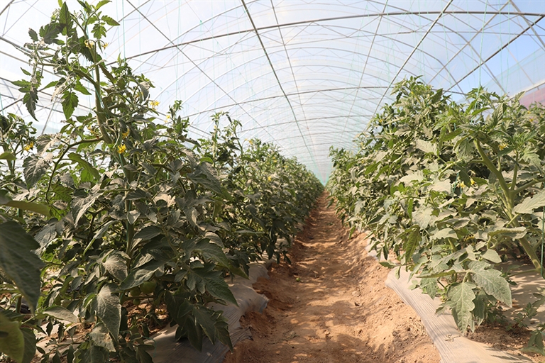 金伯利临河农场让你看到巴彦淖尔现代农业的样子