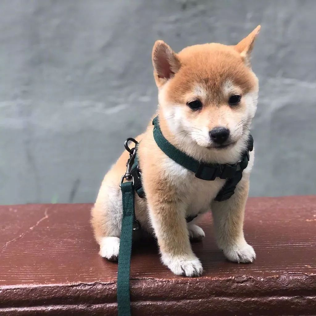 一只胖fufu的小奶柴,想捏捏它的小脸蛋!