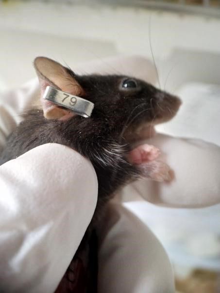 左耳为十位,右耳为个位,所表示的号码如下图所示,适用大鼠,小鼠