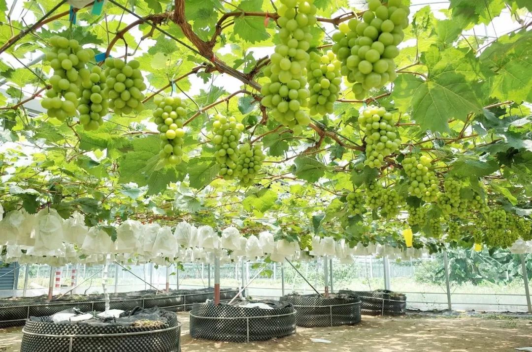 【游玩】顺德夏季摘果攻略出炉!火龙果,无花果,葡萄…这里都有!