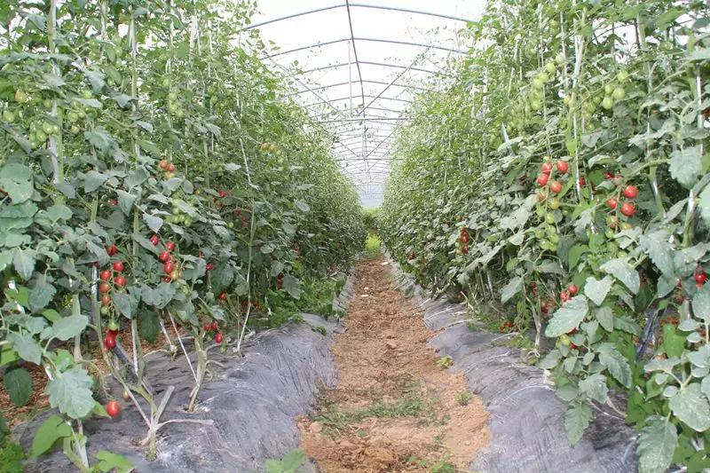 大方县马场镇圣女果进入采摘期_大棚