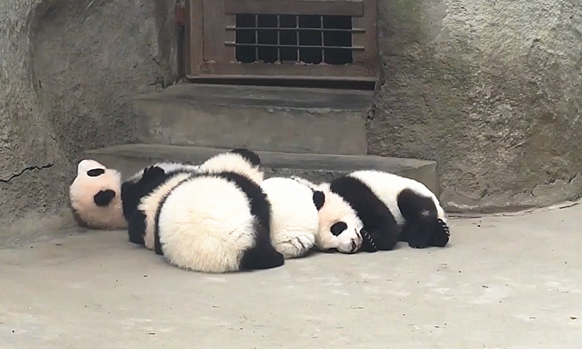 原创大熊猫一言不合就躺平饲养员看完直接懵了在哪跌倒就在哪睡着