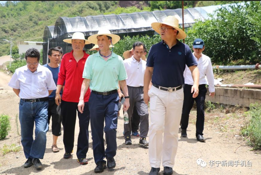 云南农业大学党委书记吴伯志到华宁县调研柑橘产业发展情况