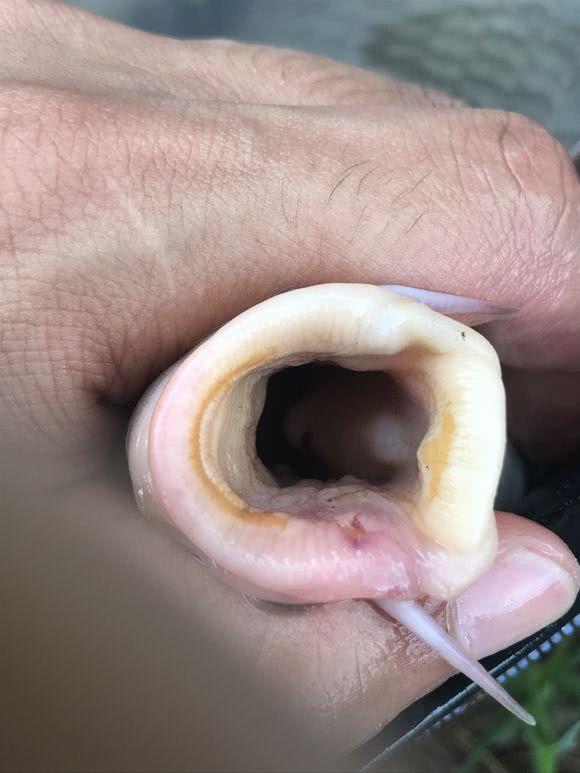 刚钓获的野生大鲤鱼,嘴里却有一堆"小黑虫",这还能吃吗?