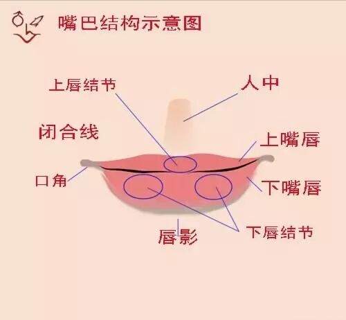 唇部解剖示意图图片