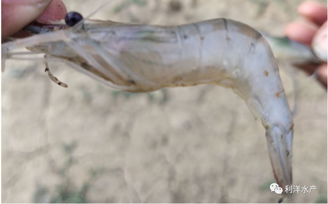 罗氏沼虾专题罗氏沼虾滴星病拉网综合症的防治方法