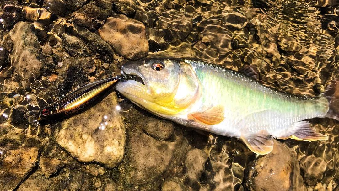 我们用路标白鳞沉水米诺钓获的大马口我们当时依旧是使用"白鳞"沉水