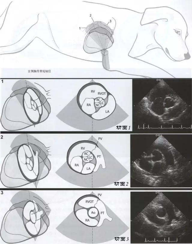 动物心脏超声检查简单易学教学