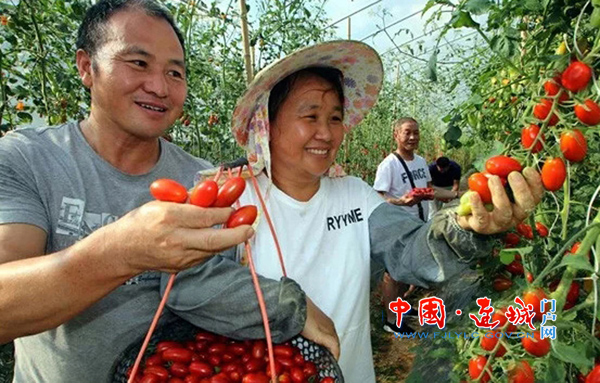 7月17日,在连城县朋口镇金龙村大杰家庭农场看到,台湾玉女小番茄今年