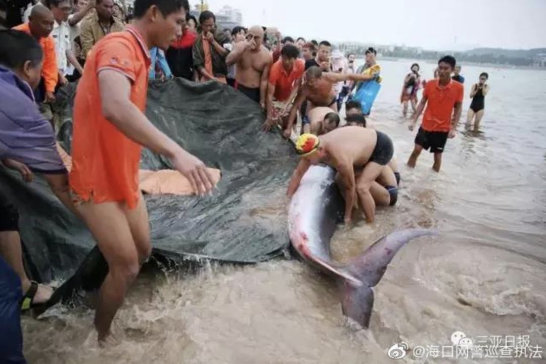 后海大鲨鱼事件图片