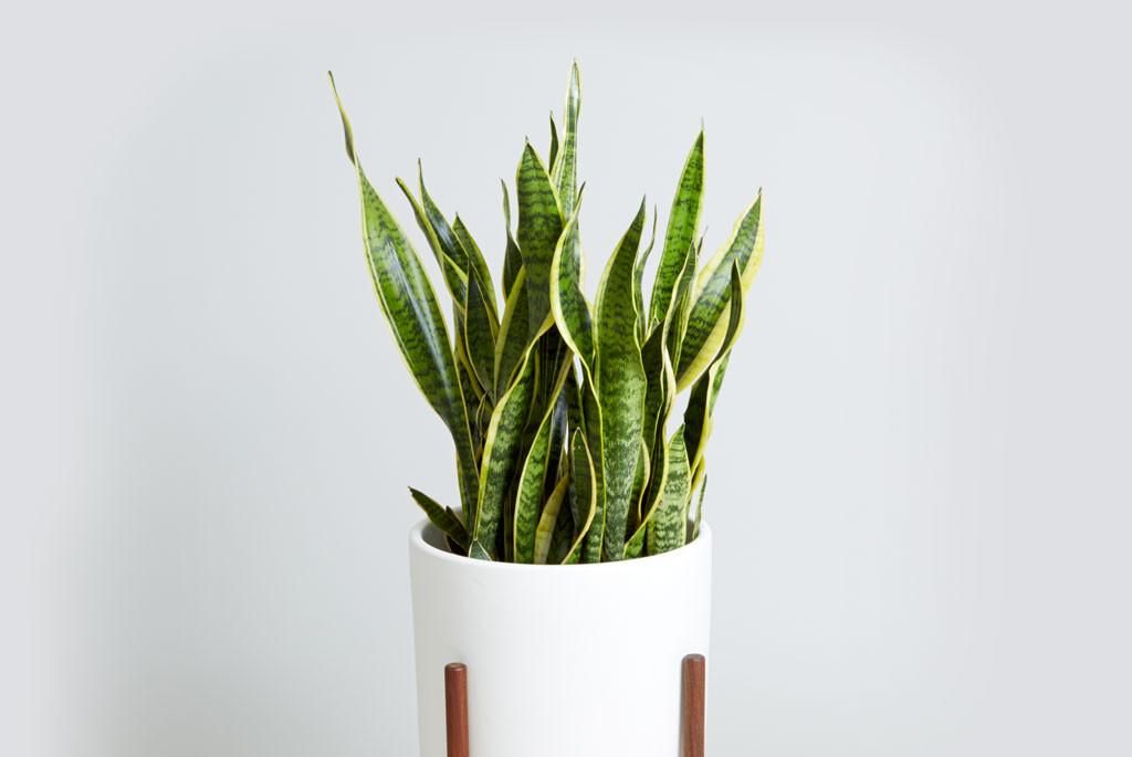 夏季养花,不注意这几点,很难让植物安全度夏!