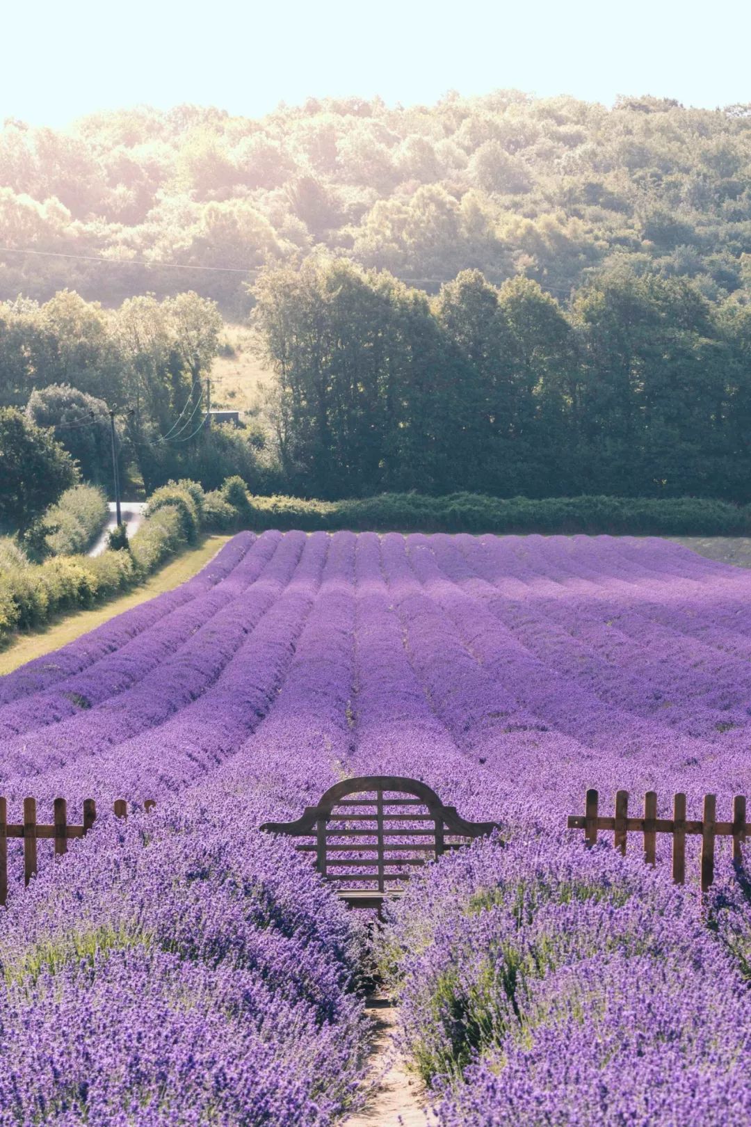 寻觅薰衣草踪影哪里才是英国的普罗旺斯