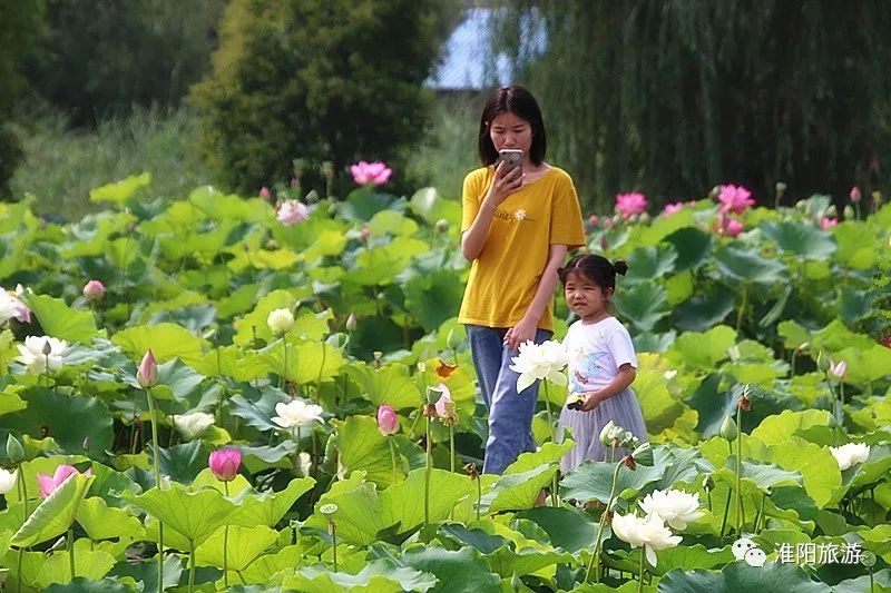 淮阳荷花节开幕式现场直播视频赏荷攻略你要的都在这里