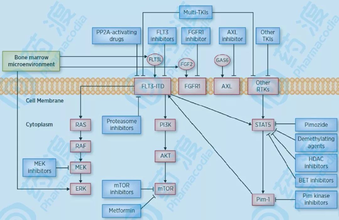 药渡看靶点赛道系列02flt3靶点全球研发格局分析