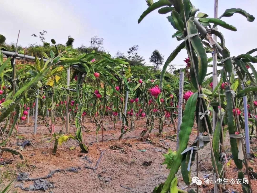 蜜宝火龙果相较于红心火龙果来说,蜜宝的叶子更短,个头更圆.