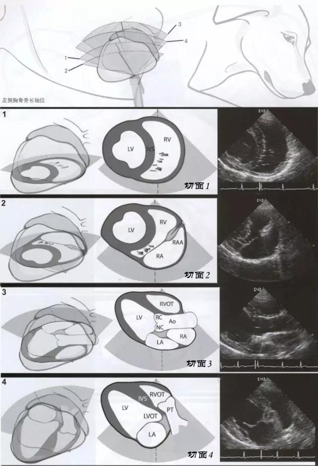 動物心臟超聲檢查簡單易學教學