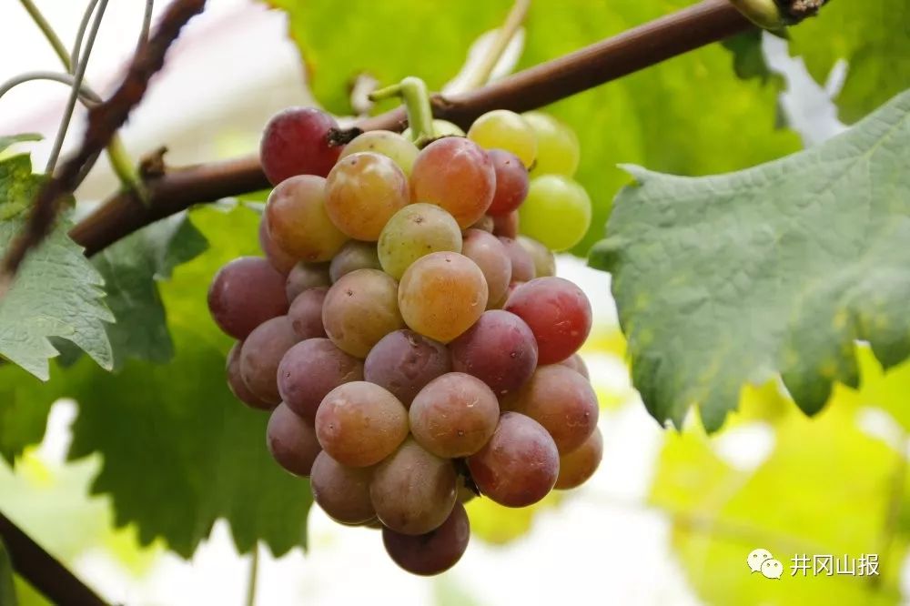 又一年横江葡萄节观光旅游采摘大型主题活动启幕现场火爆