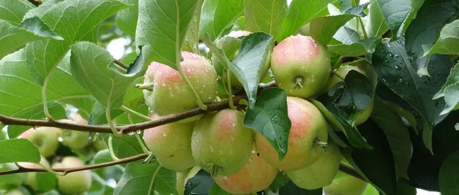 7月上旬至8月初苹果膨大期,追钾,上色,补钙,一个都不能少!_果实