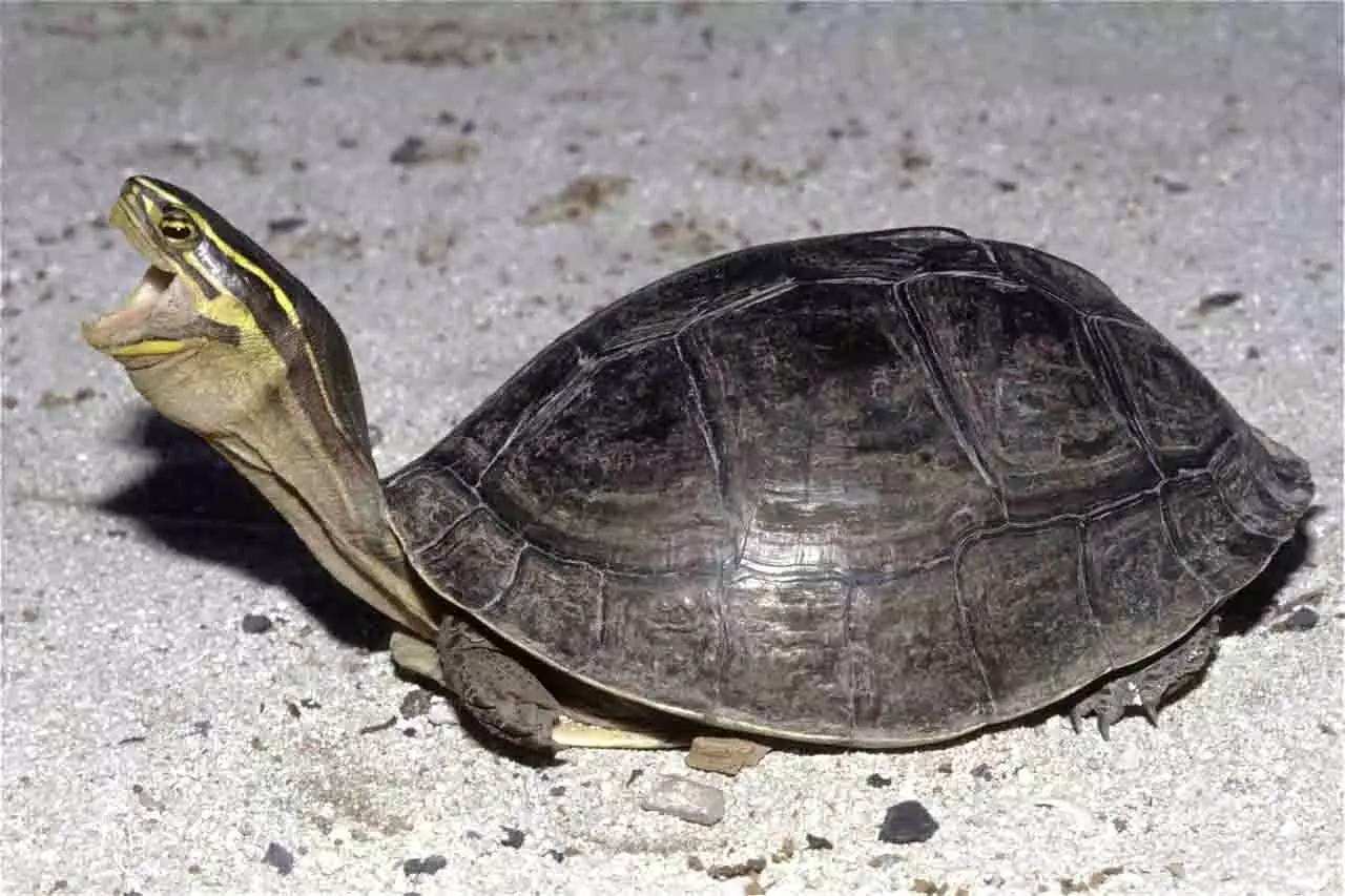 安布闭壳龟怎么养钙质对乌龟的生长很重要