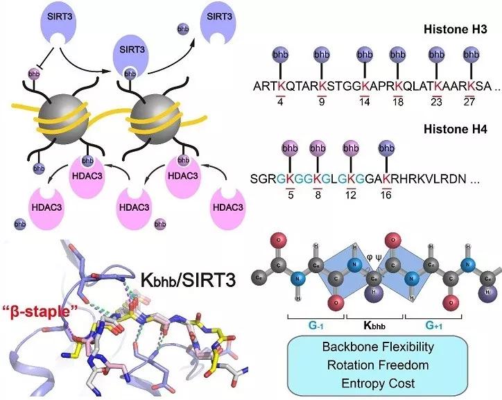 清华大学医学院李海涛组揭示sirt3介导层次性组蛋白去β羟基丁酰化的